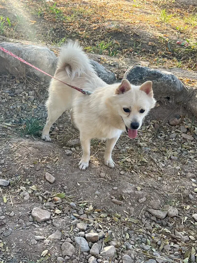 پامر روبایی|سگ|کرمان, |دیوار