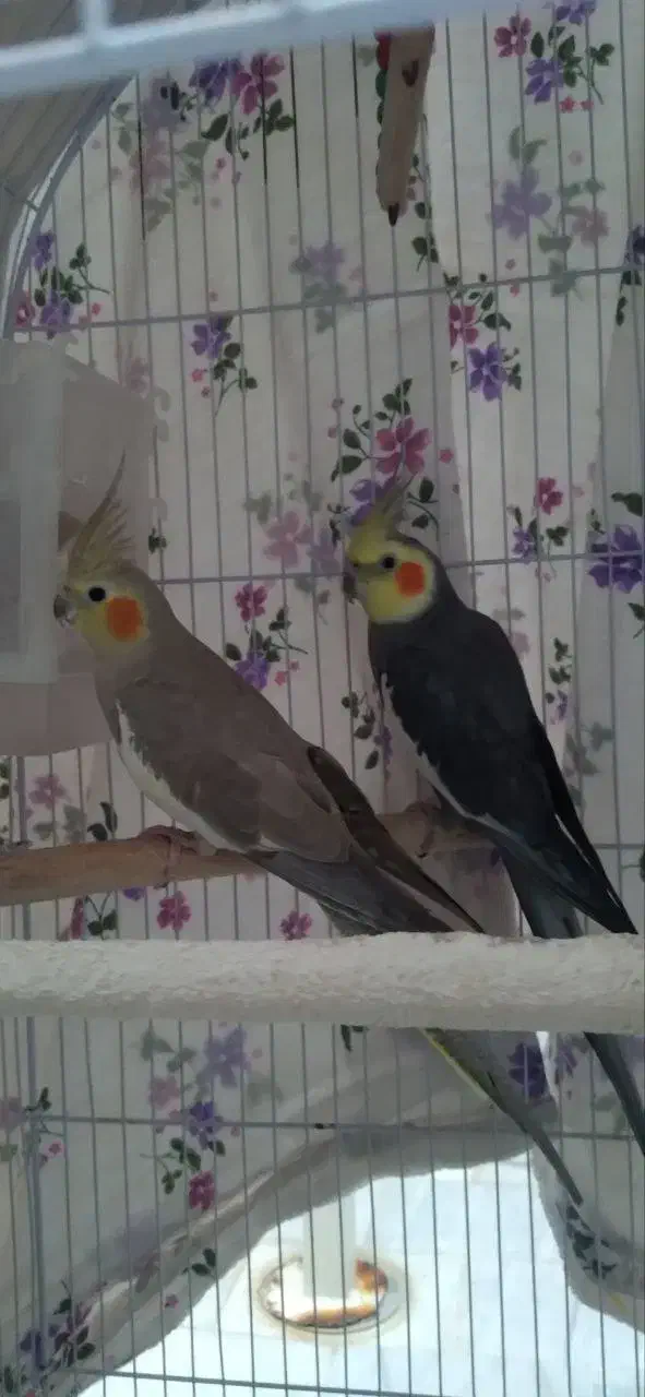 عروس هلندی مولد|پرنده|شازند, |دیوار