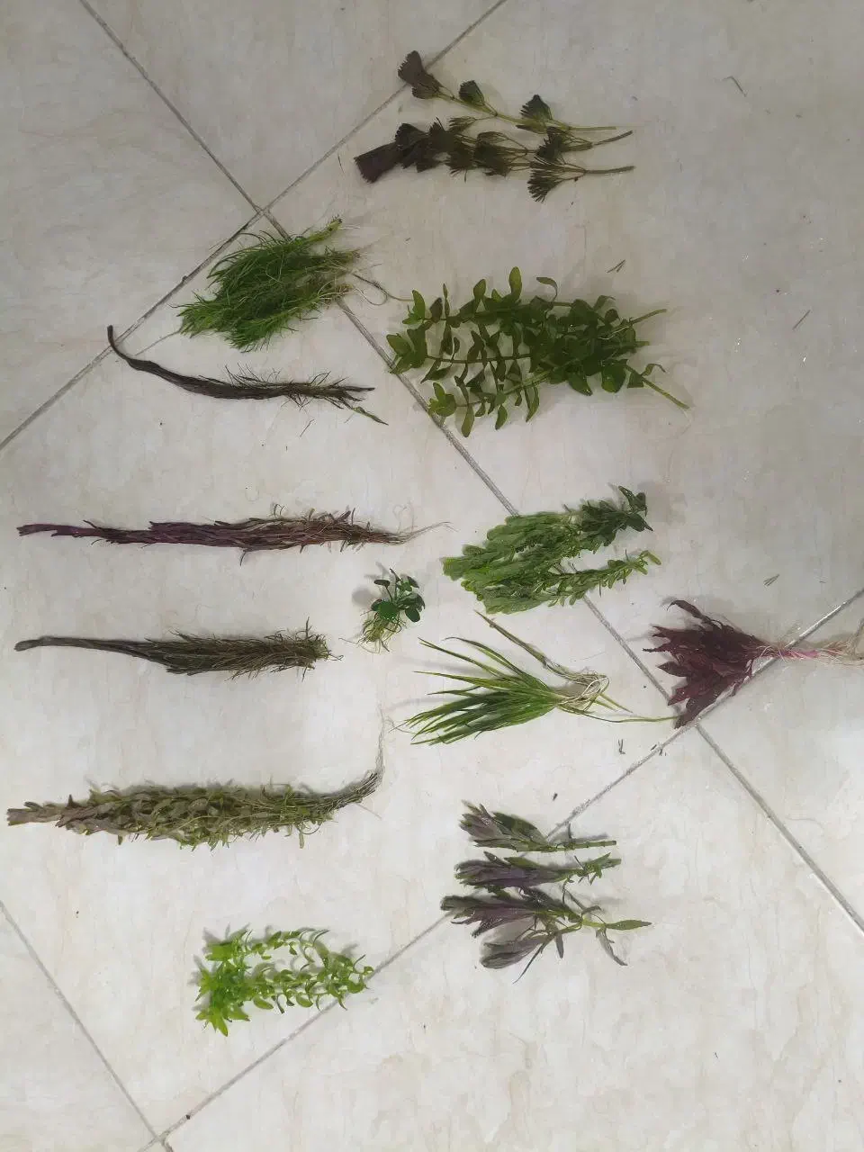 پک کامل گیاهان پلنت|ماهی|اراک, |دیوار