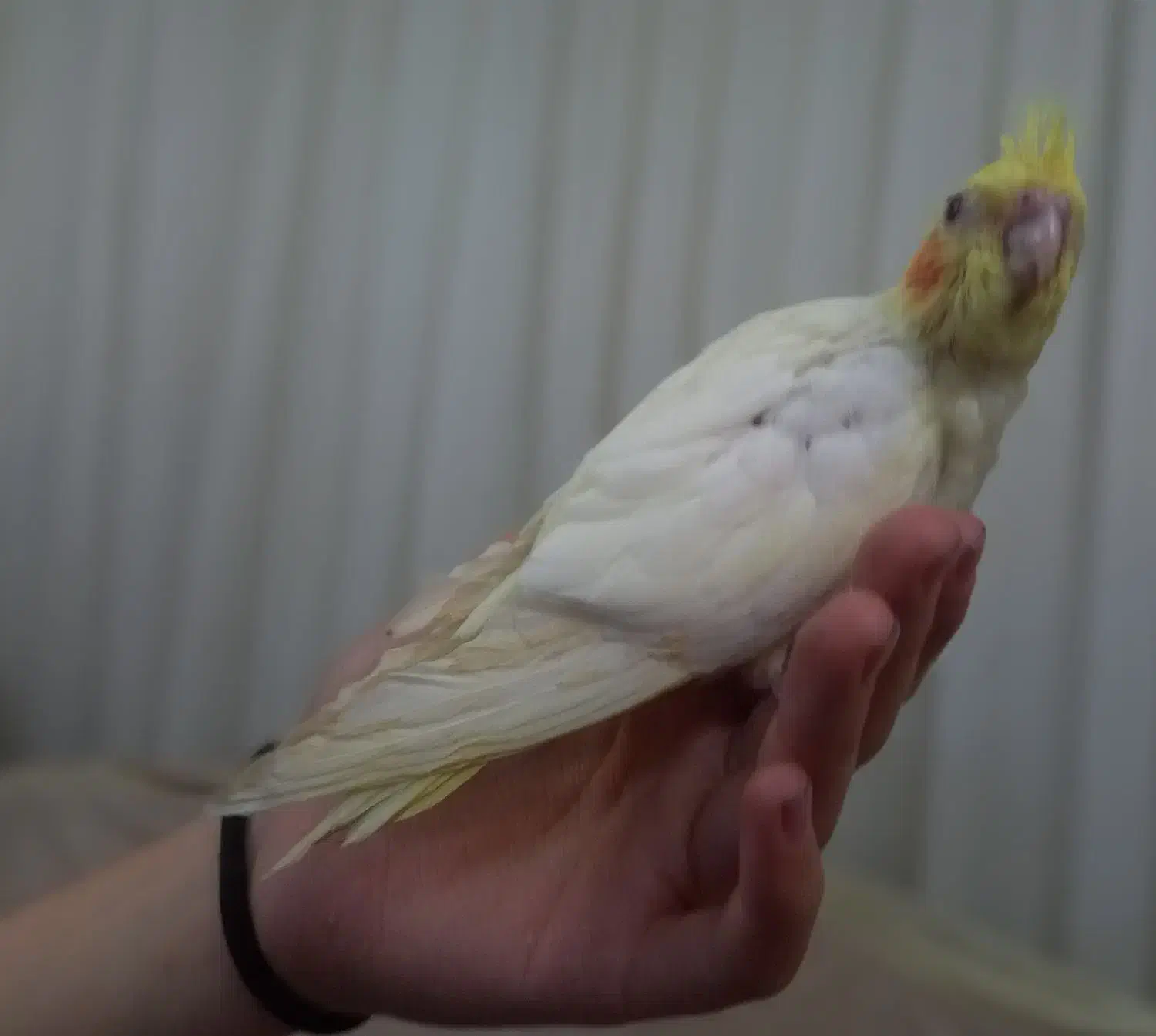 عروس سرلاکی اهلی اهلی|پرنده|تبریز, |دیوار