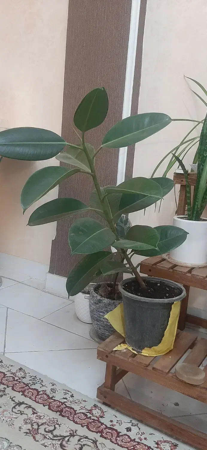 فیکوس الاستیکا (درخت کائوچو)|گل و گیاه طبیعی|تهران, سازمان برنامه جنوبی|دیوار