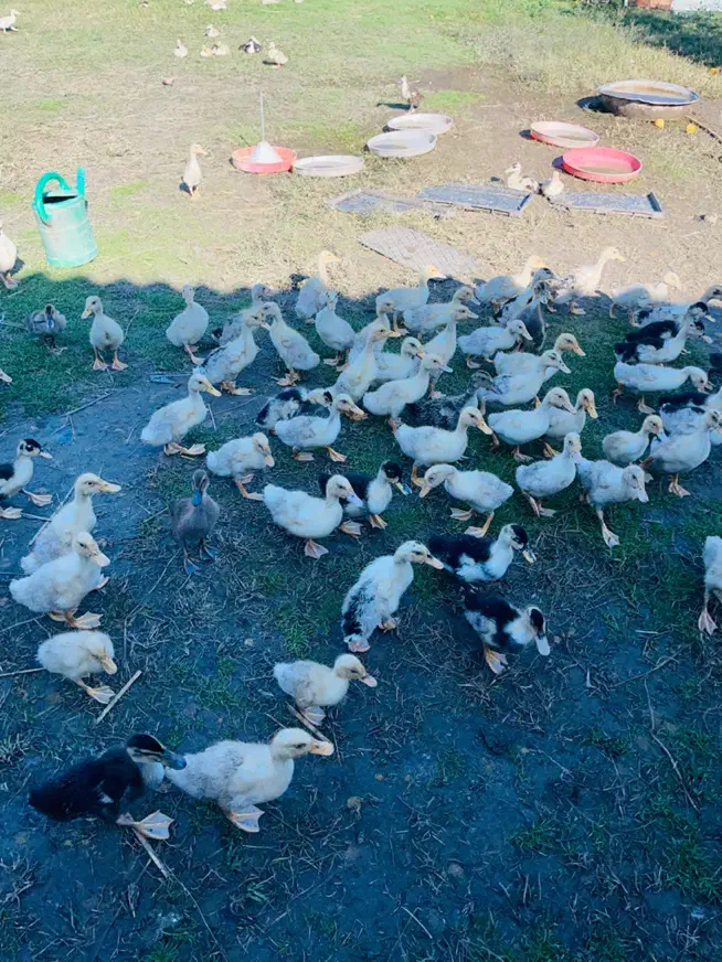 جوجه اردک نیمچه|حیوانات مزرعه|رشت, جانبازان|دیوار