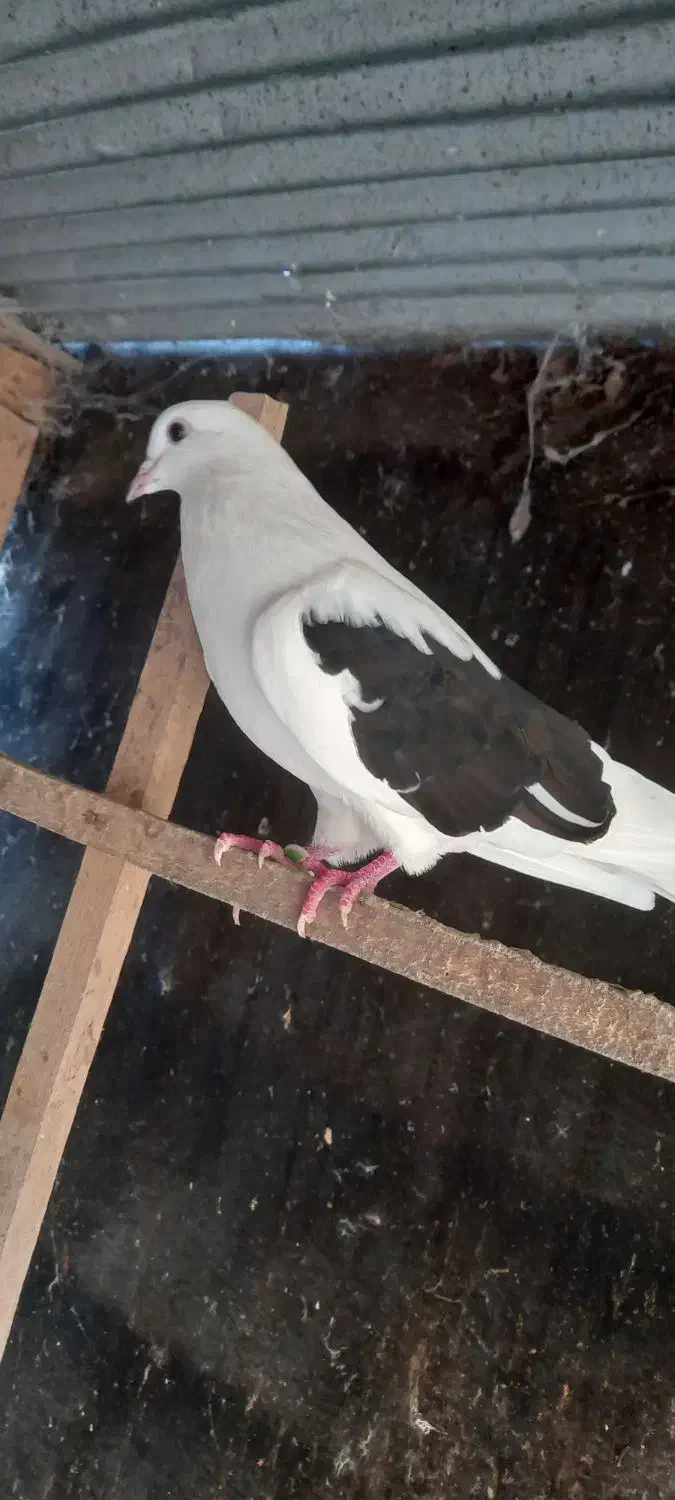 کبوتر پرشی|پرنده|رشت, یخسازی|دیوار