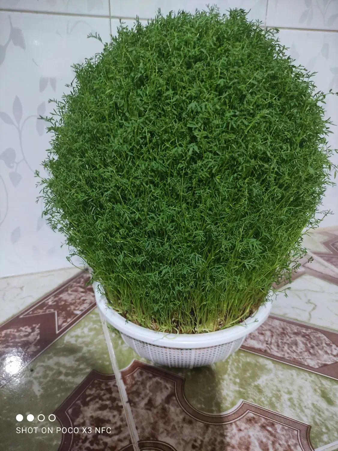 سبزه جهت مراسمات شادی وتویل تکن|گل مصنوعی|کوهدشت, |دیوار