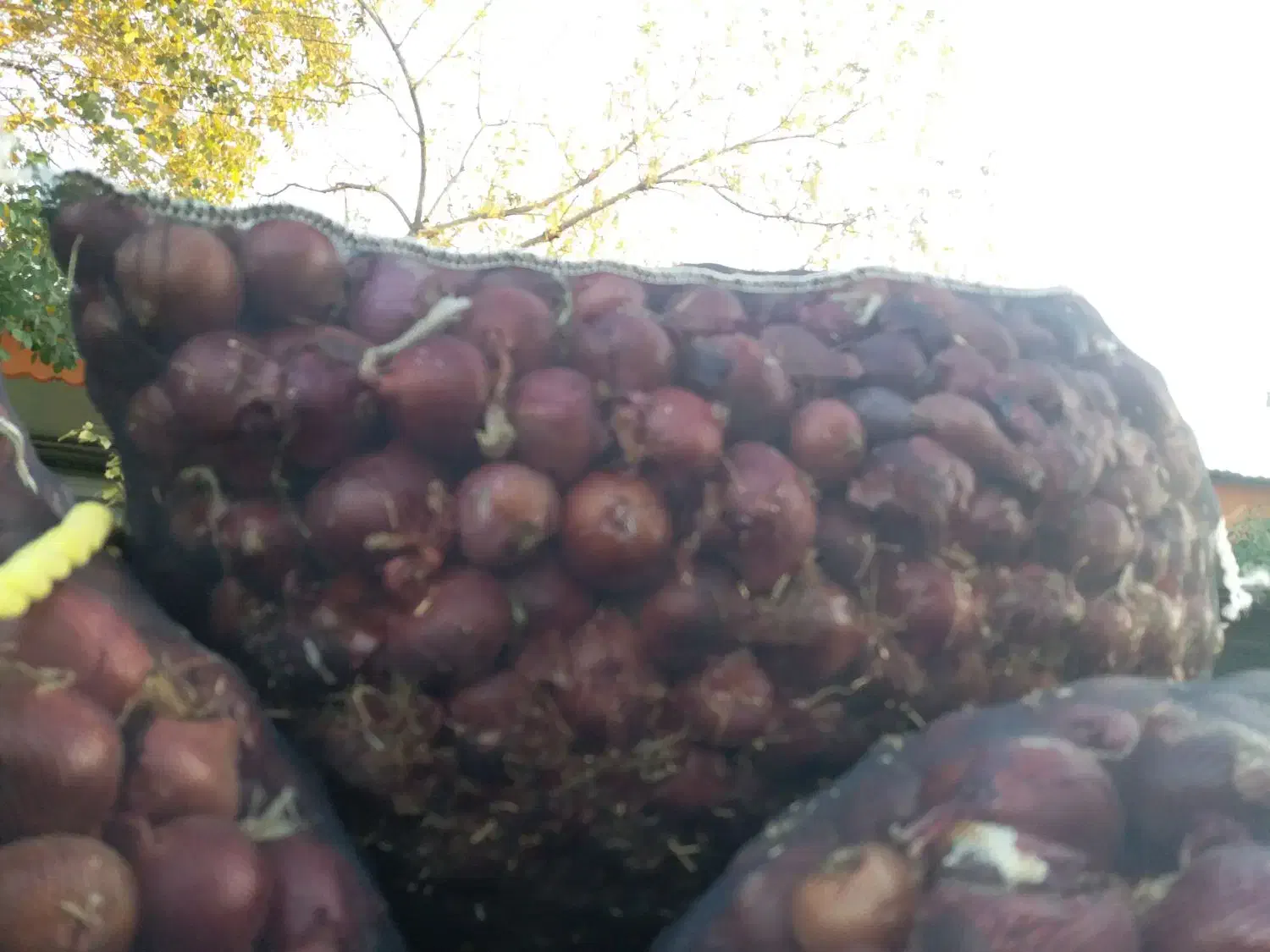 خرید و فروش پیاز عمده|خدمات باغبانی و درختکاری|بناب, |دیوار