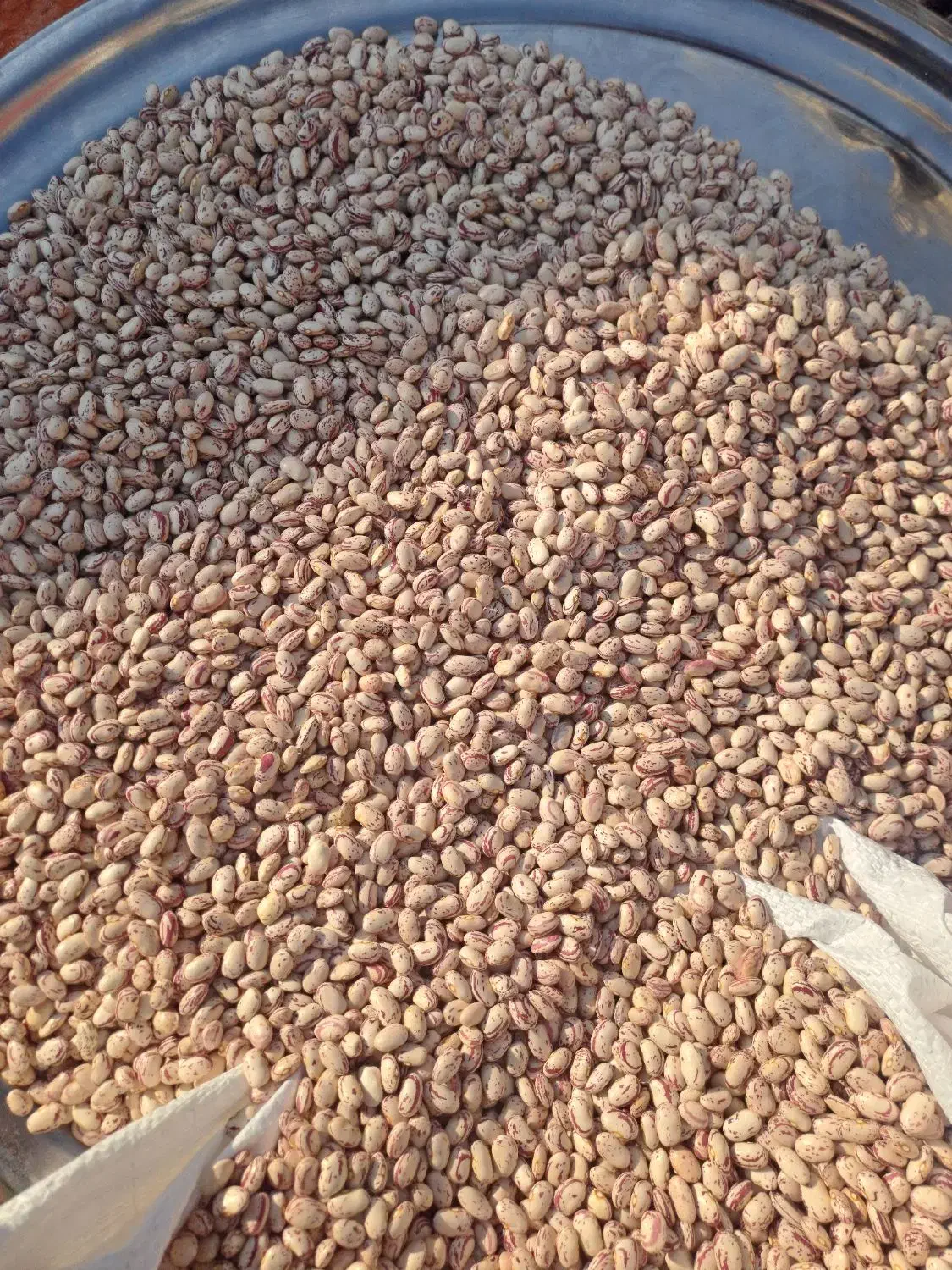 لوبیا چیتی مرگور|خوردنی و آشامیدنی|سیلوانه, |دیوار