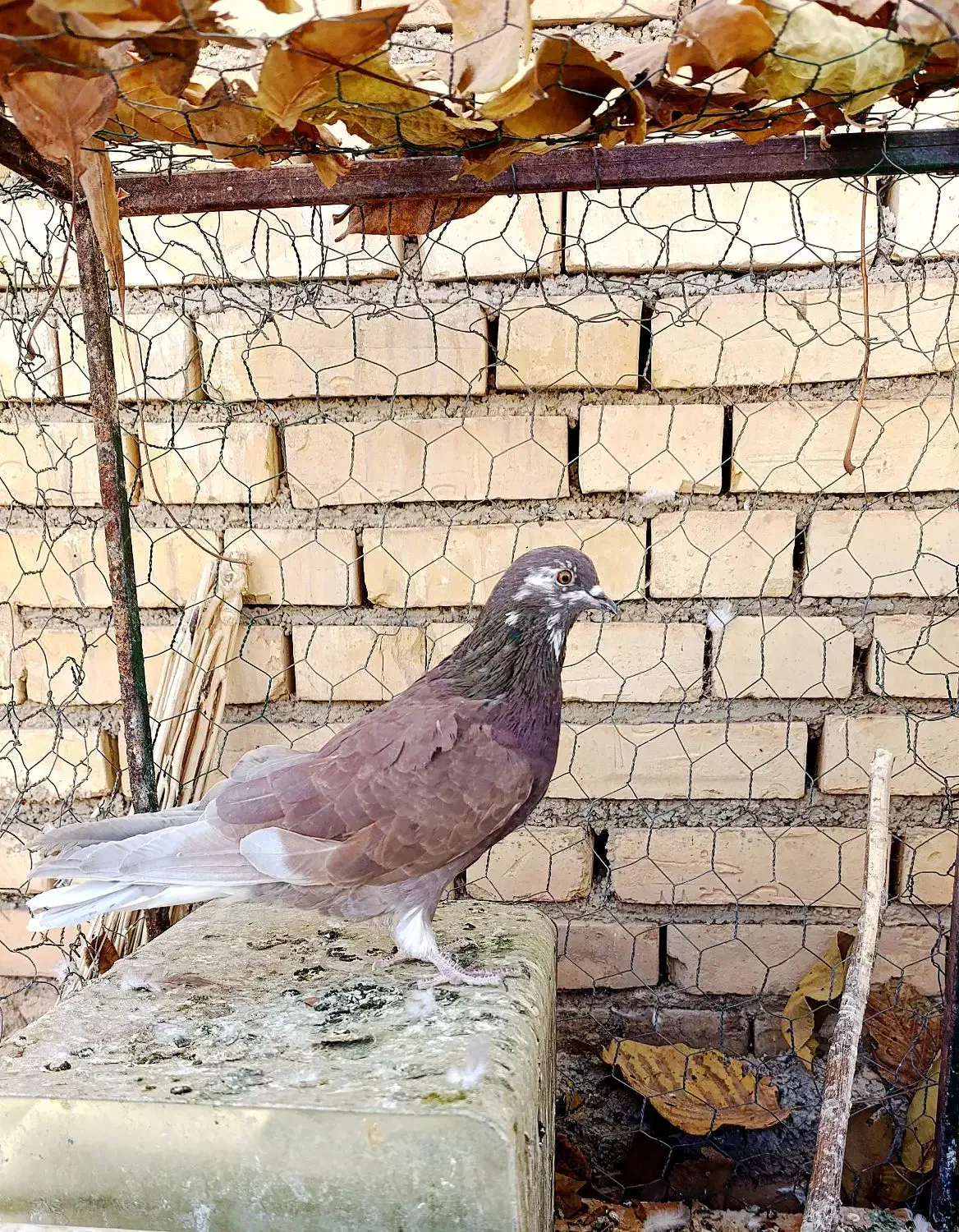 کبوتر پرشی و دم چتری|پرنده|خانمیرزا, |دیوار