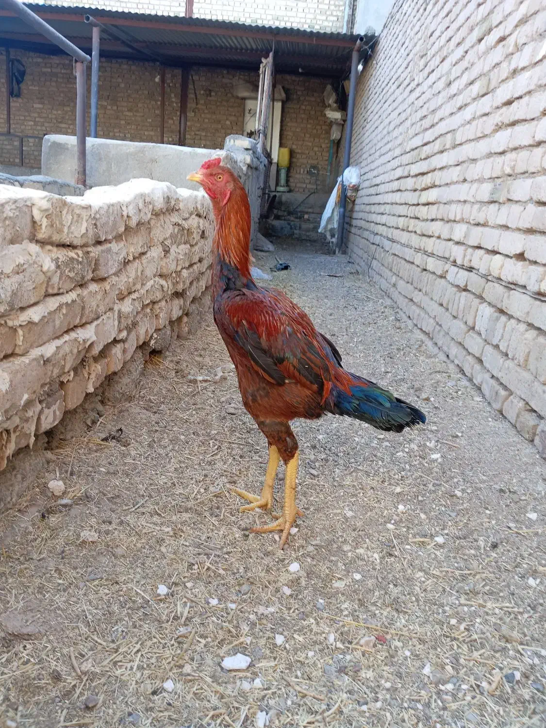 خروس لاری اصیل|حیوانات مزرعه|تربتحیدریه, میدان مرکزی|دیوار