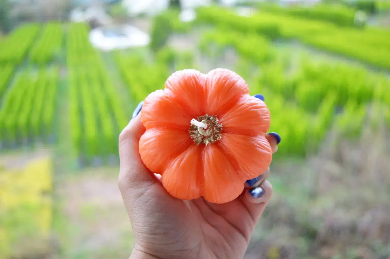 شمع های یلدایی|صنایع دستی و سایر لوازم تزئینی|عباسآباد, |دیوار