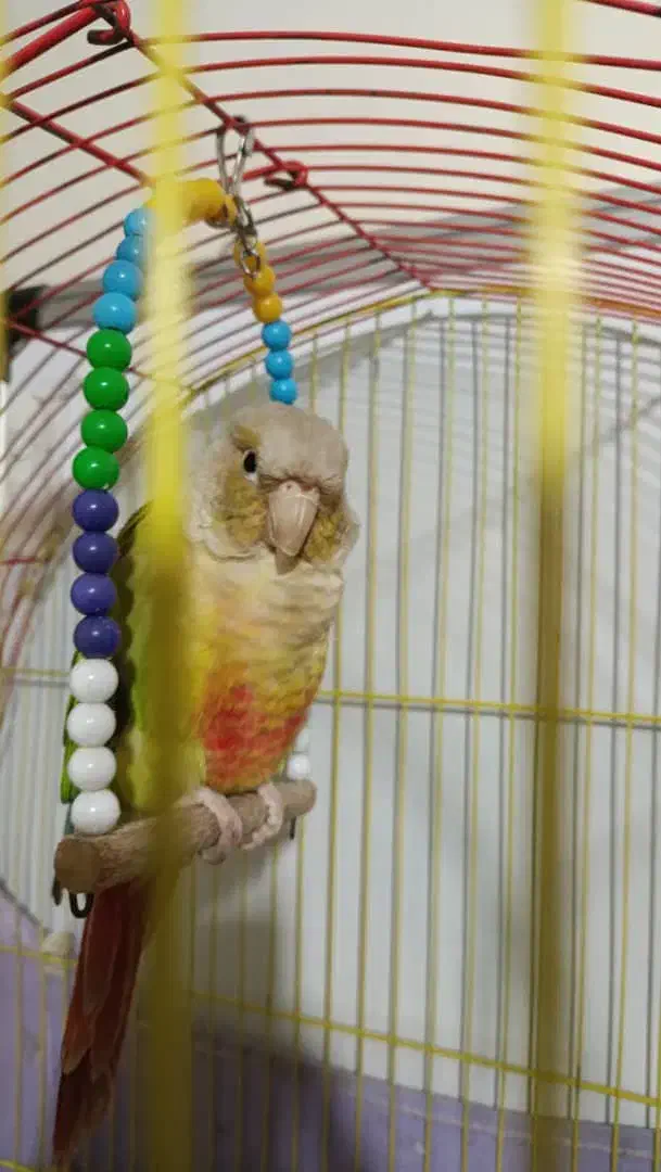 طوطی گرینچیک جنسیت نر|پرنده|تهران, مولوی|دیوار