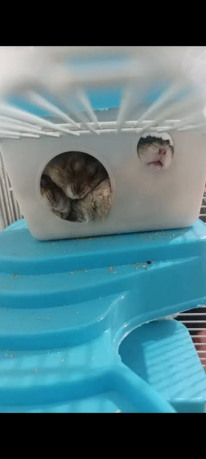 همستر به تعداد|موش و خرگوش|اندیشه, اندیشه فاز ۱|دیوار