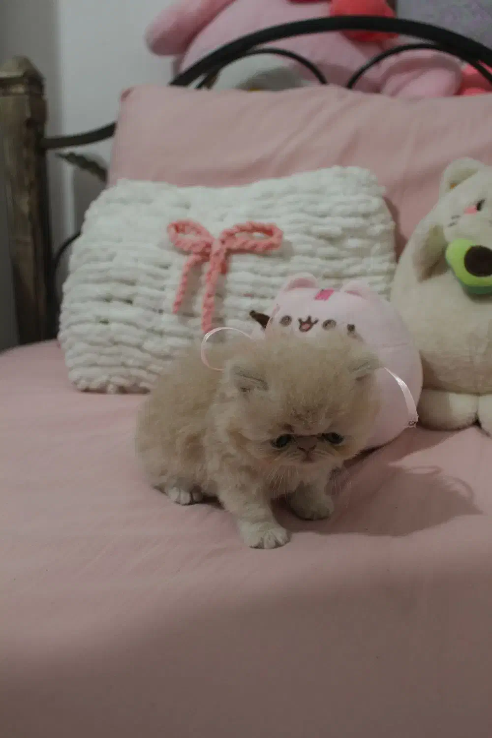 گربه پرشین سوپرفلت اصیل|گربه|رشت, کوی حسینی|دیوار