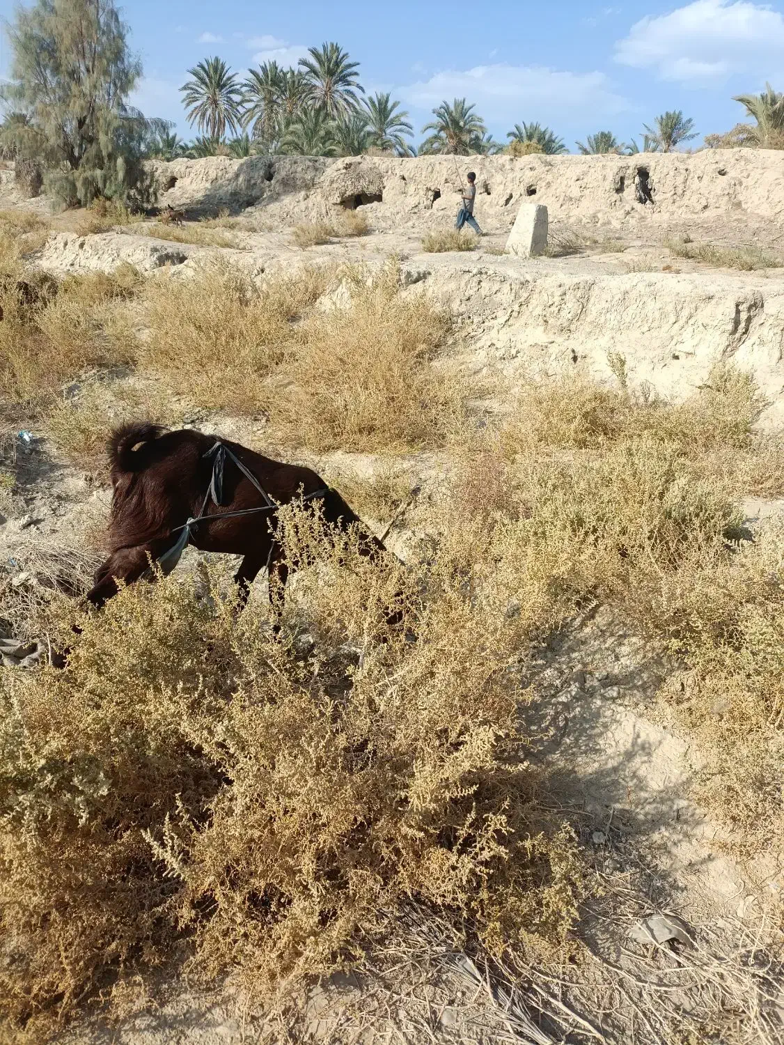 فروش کتاچ ازنسل دوقلوزا مری محلی|حیوانات مزرعه|سراوان, |دیوار