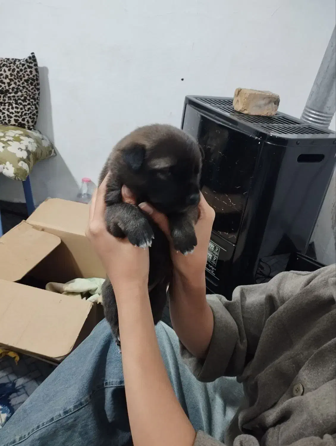 توله سرابی به شرط|سگ|هشتگرد, شهرک راه آهن|دیوار