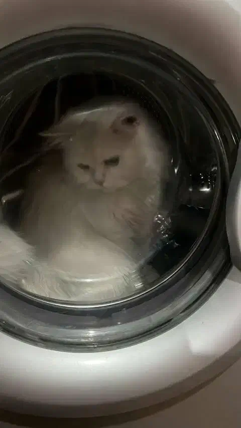 گربه خانگی|گربه|ایرانشهر, |دیوار