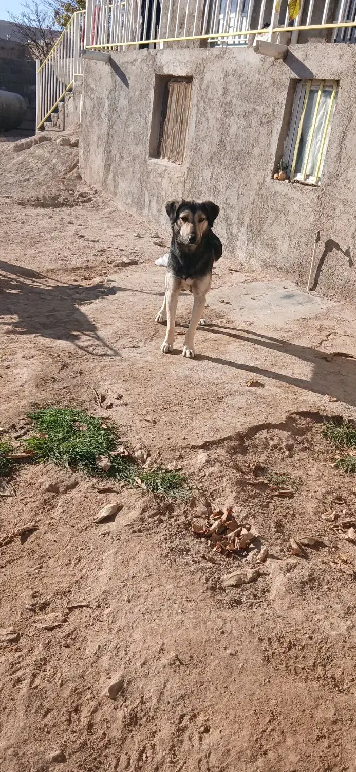 سگ نگهبان|سگ|قوچان, |دیوار