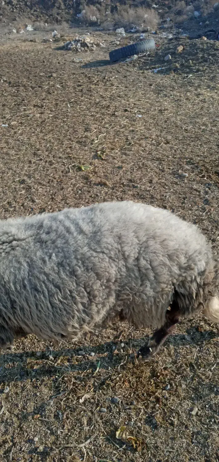 قوچ|حیوانات مزرعه|اصفهان, ستار|دیوار