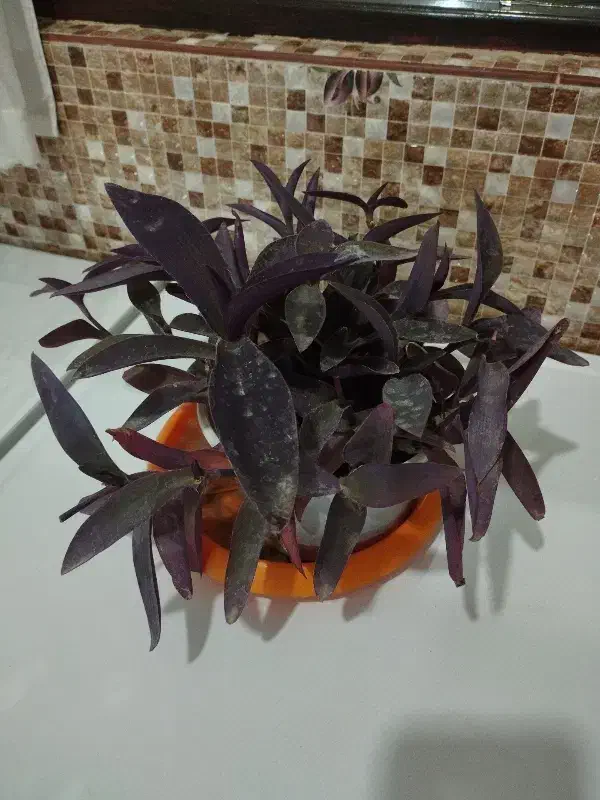 گل زیبا|گل و گیاه طبیعی|بروجرد, |دیوار