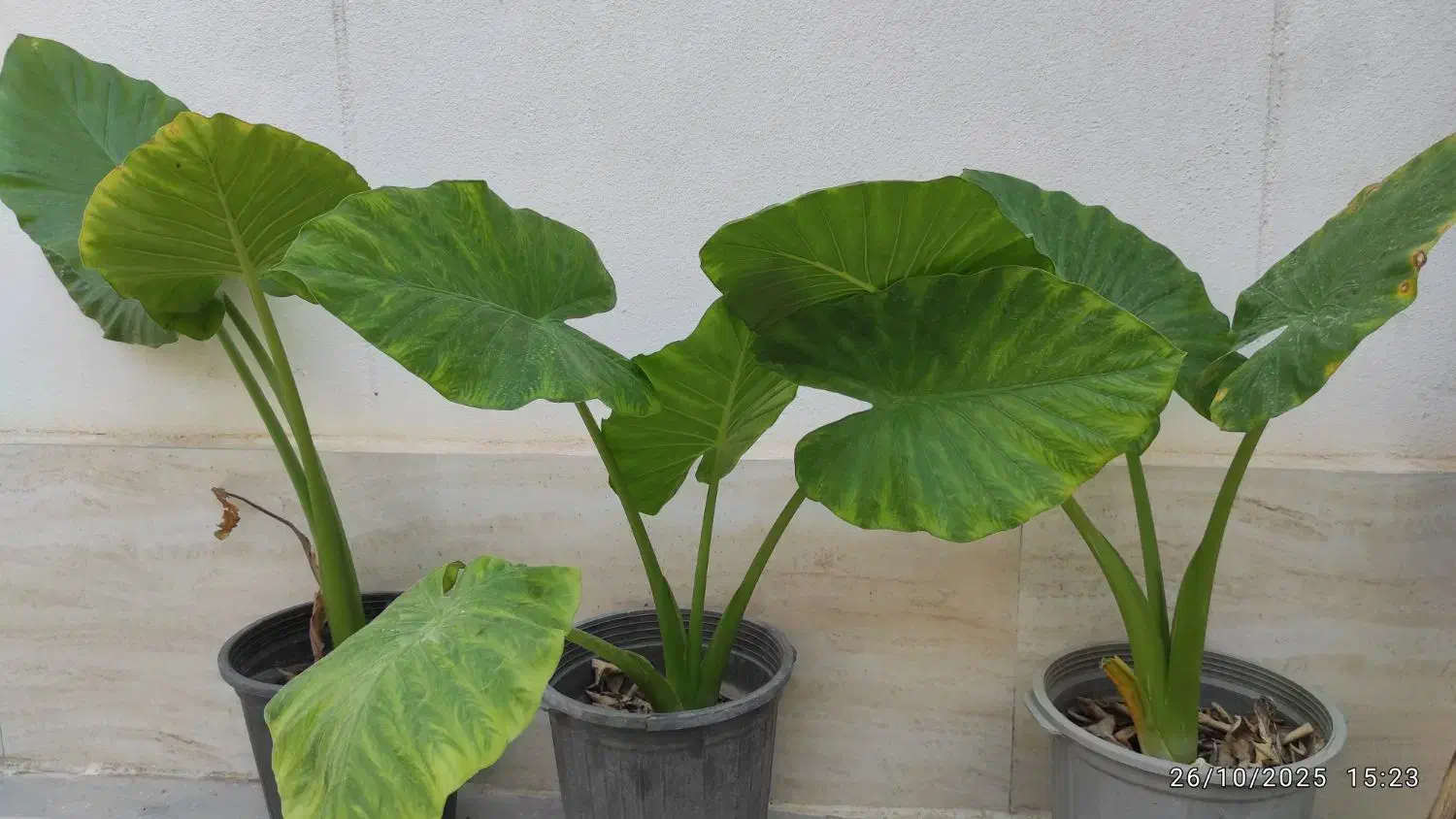 گل بابا آدم|گل و گیاه طبیعی|کازرون, |دیوار