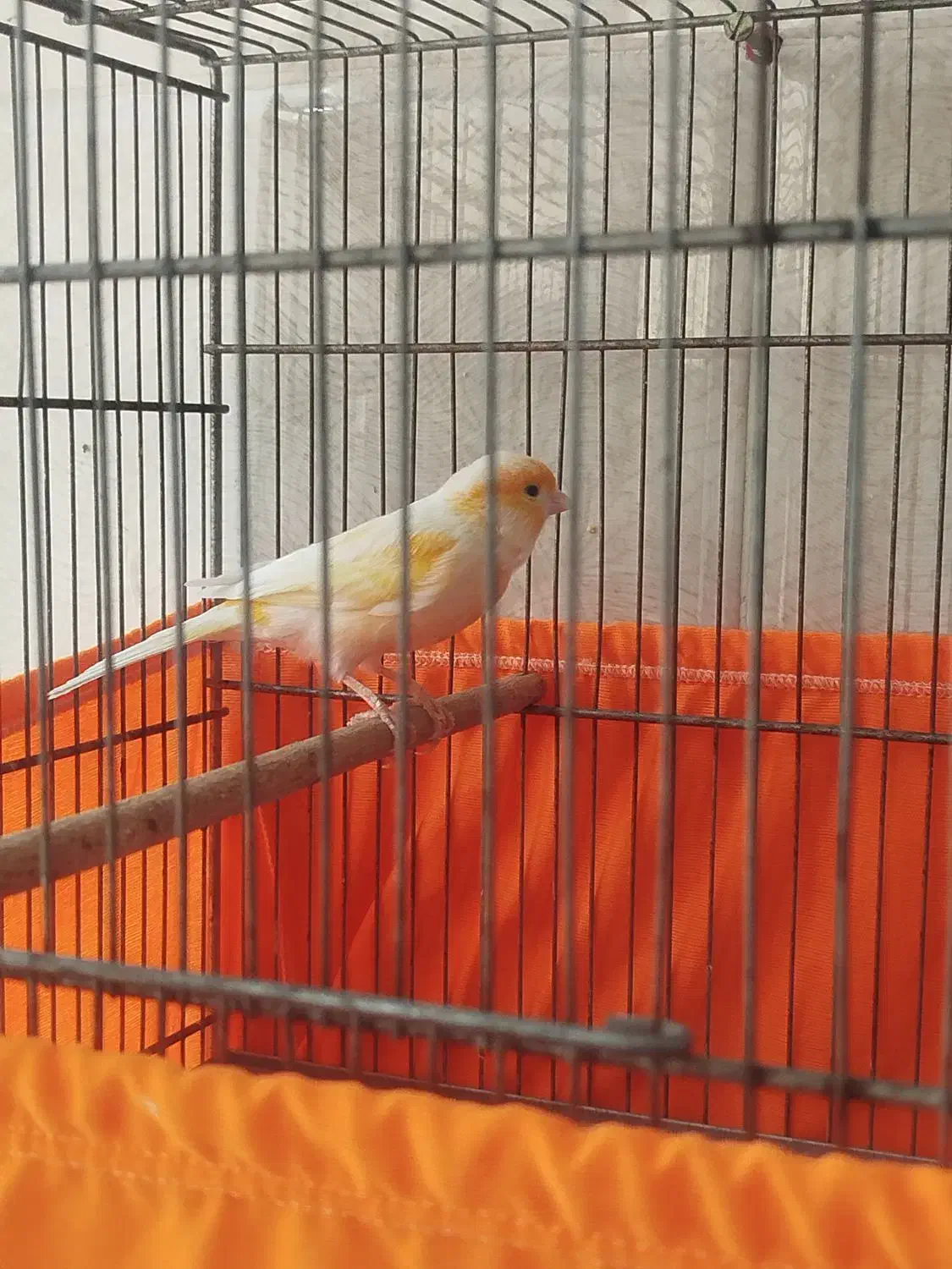 قناری نر پرتقالی|پرنده|پاکدشت, شهرک امام رضا|دیوار