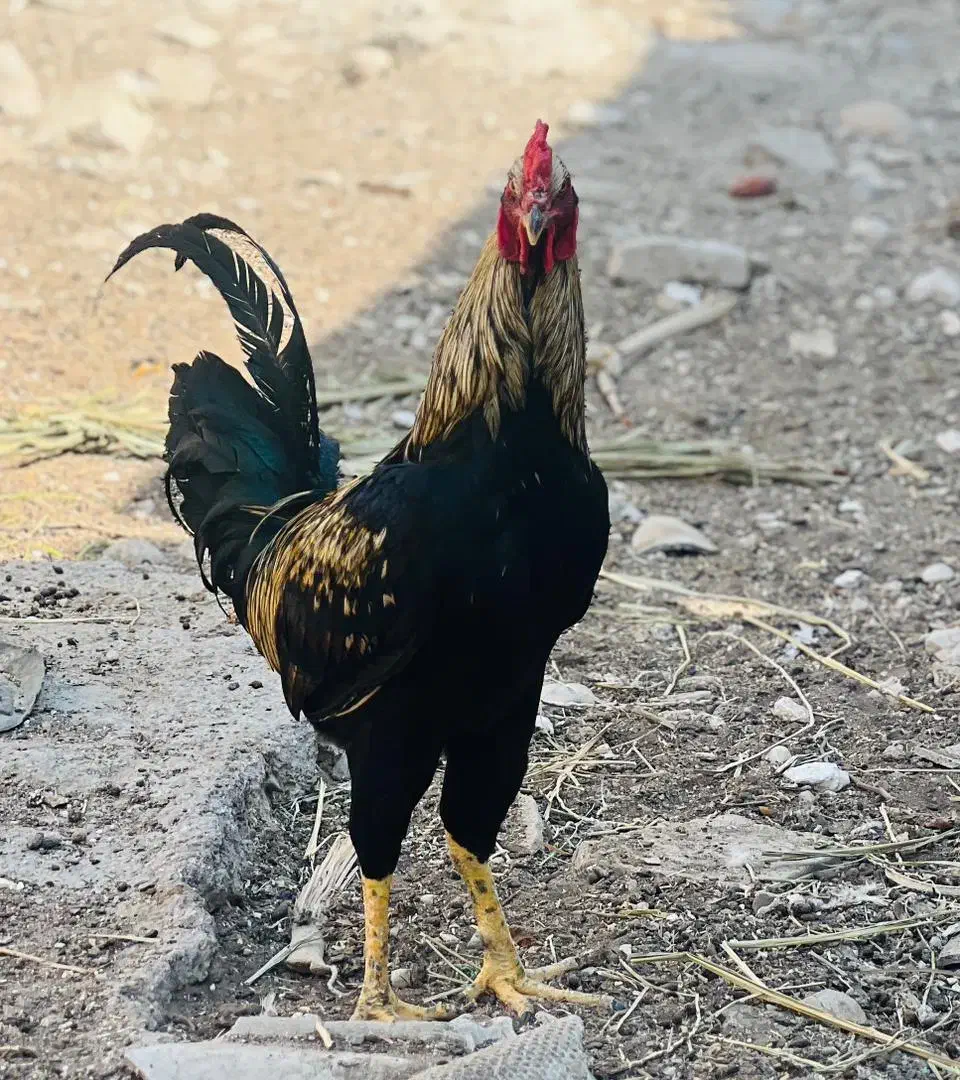 خروس لاری|حیوانات مزرعه|خورموج, |دیوار