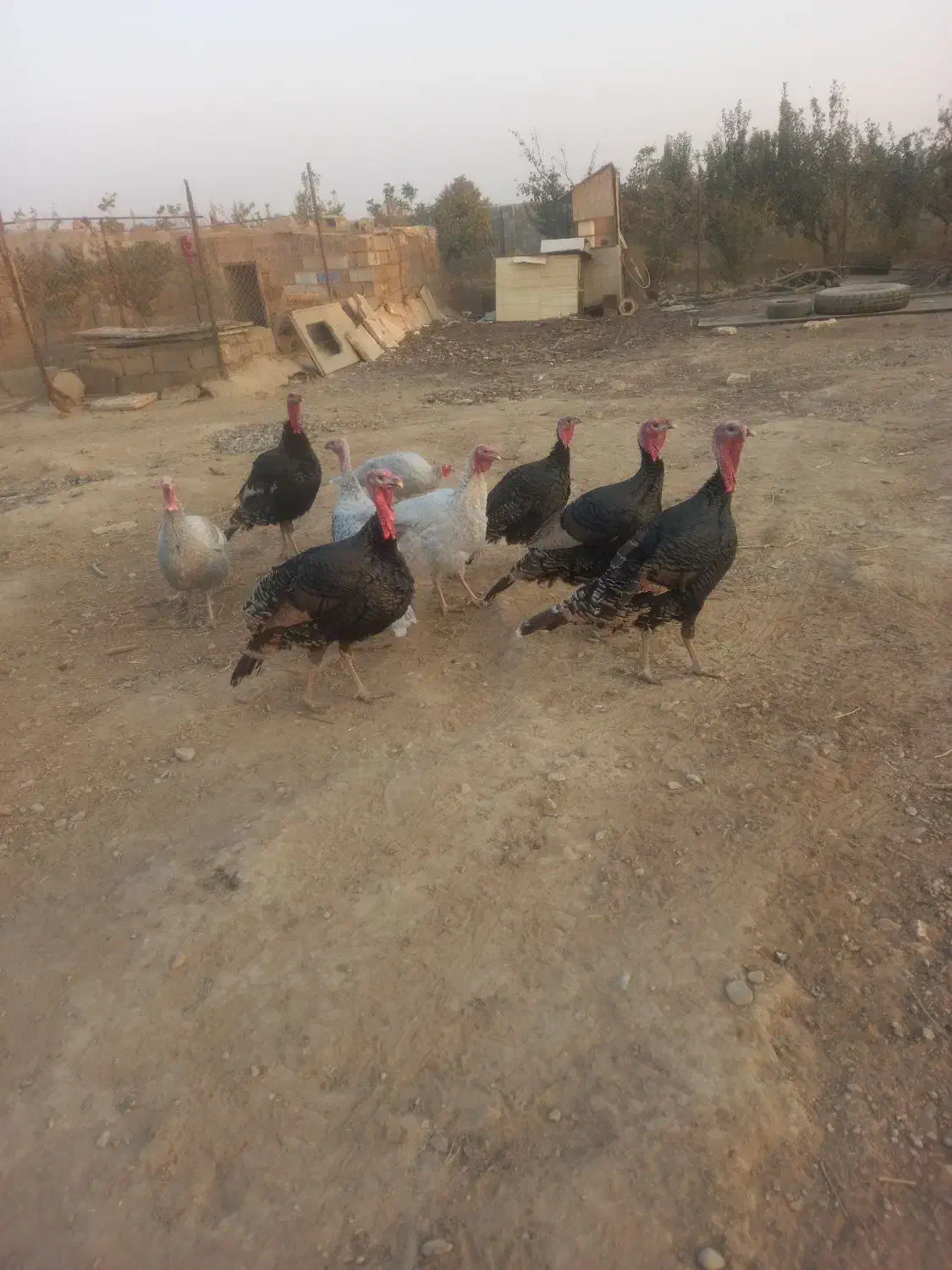 بوقلمون فروشی به علت کم بود جا|حیوانات مزرعه|هشتگرد, هشتگرد قدیم|دیوار