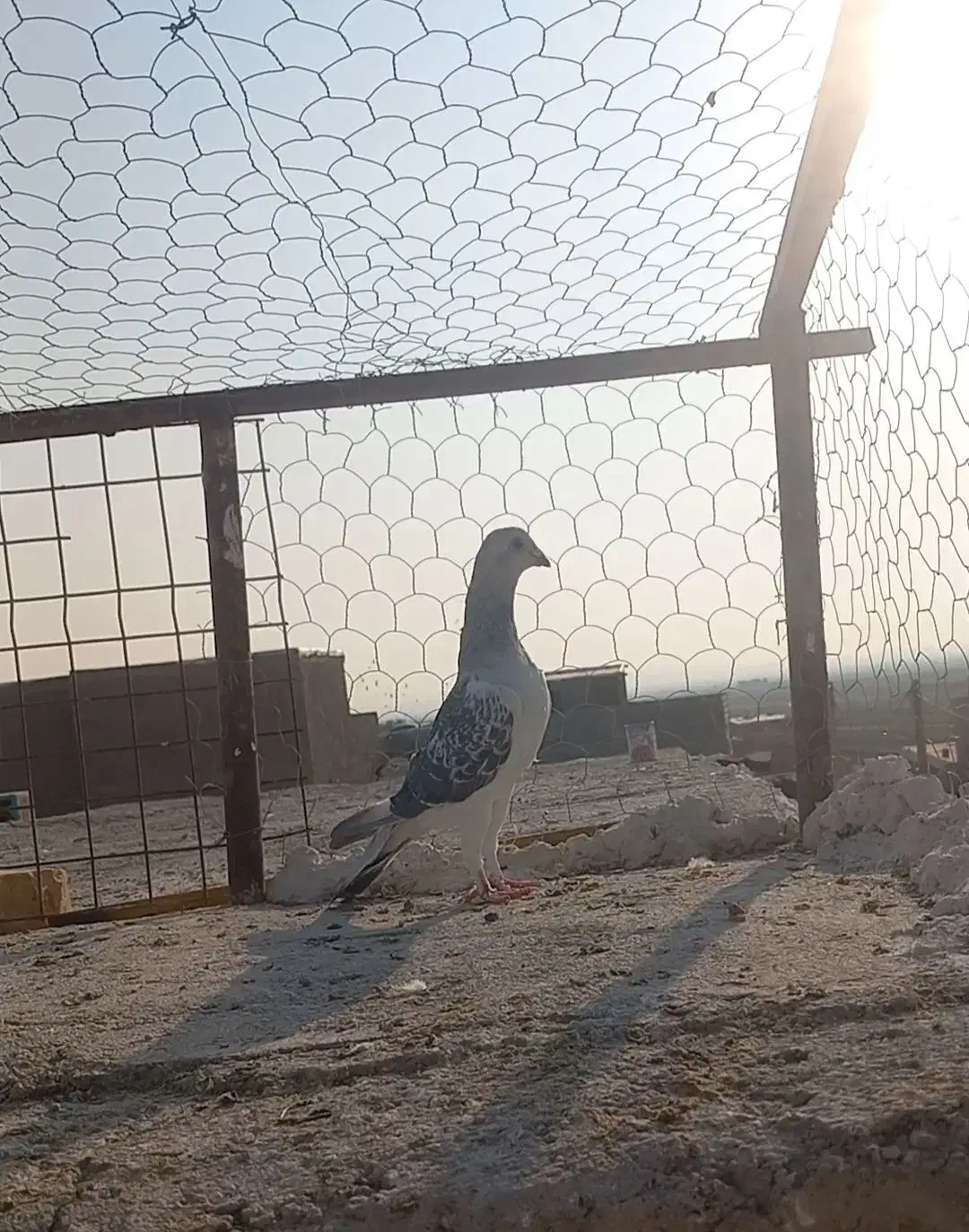 کبوتر شامی|پرنده|رامیان, |دیوار