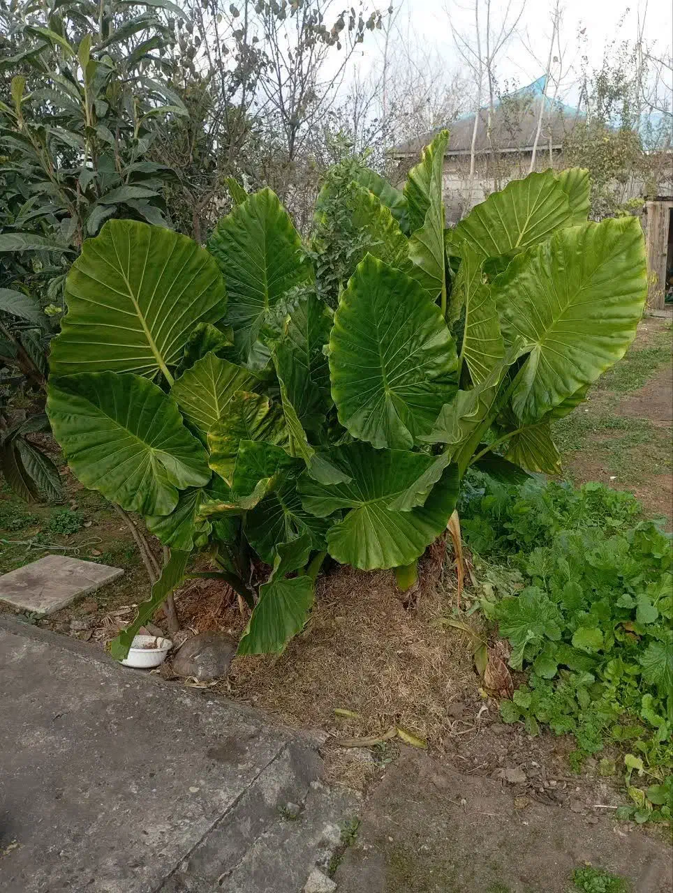 گل بابا آدم|گل و گیاه طبیعی|رشت, فلسطین|دیوار