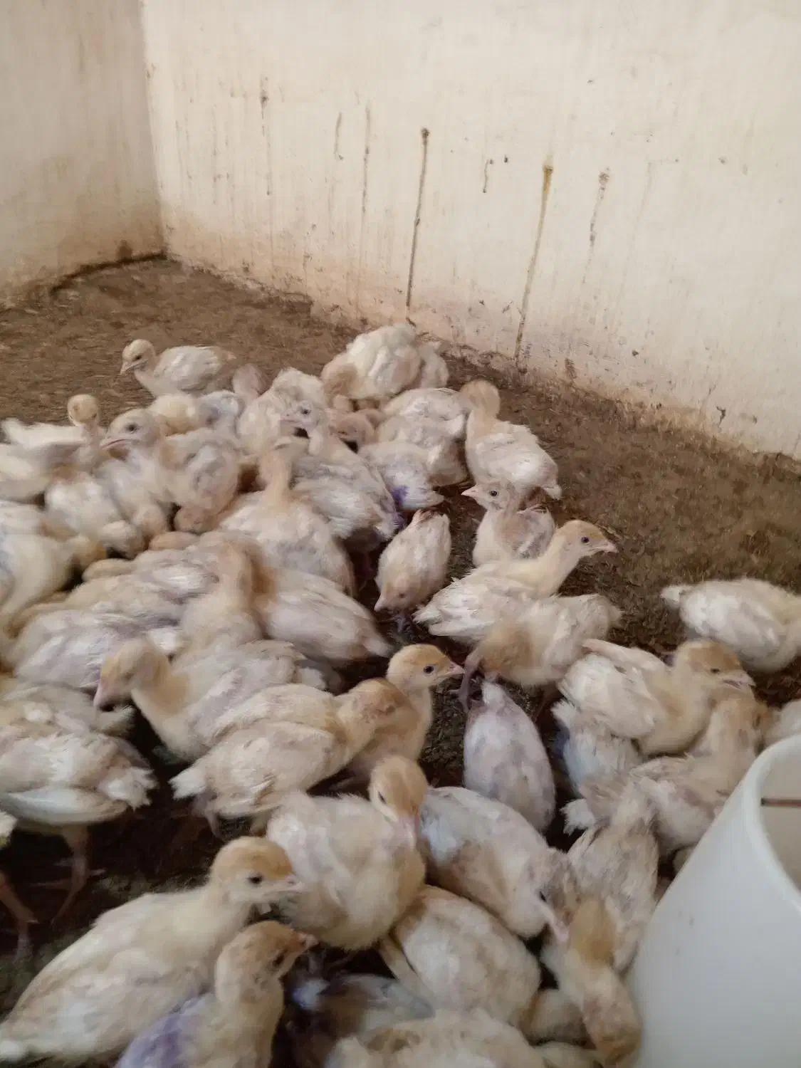 جوجه بوقلمون بیوتی گوشتی|حیوانات مزرعه|بهشهر, |دیوار