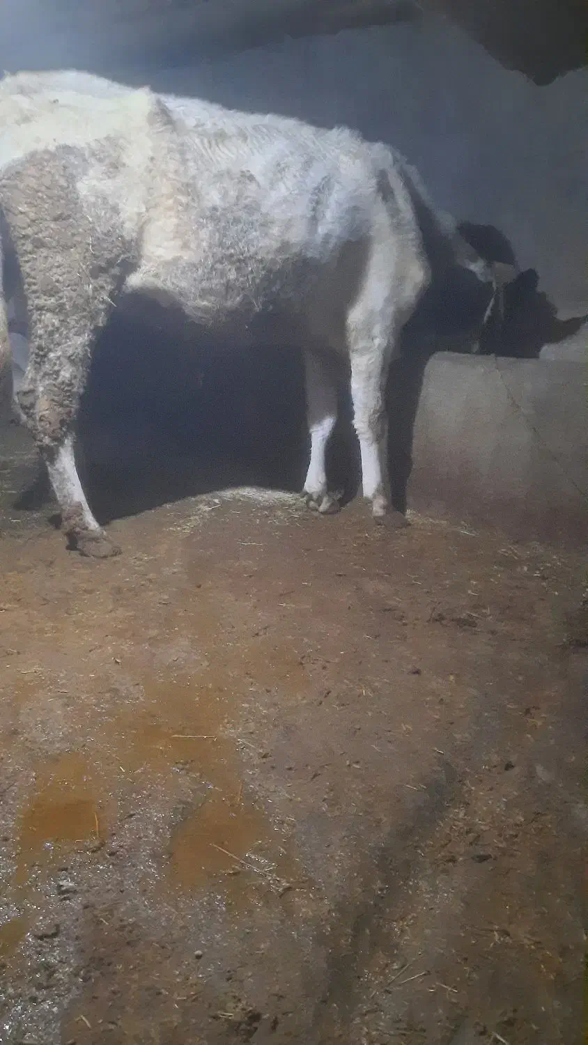 کاو شکم دوم|حیوانات مزرعه|زنجانرود, |دیوار