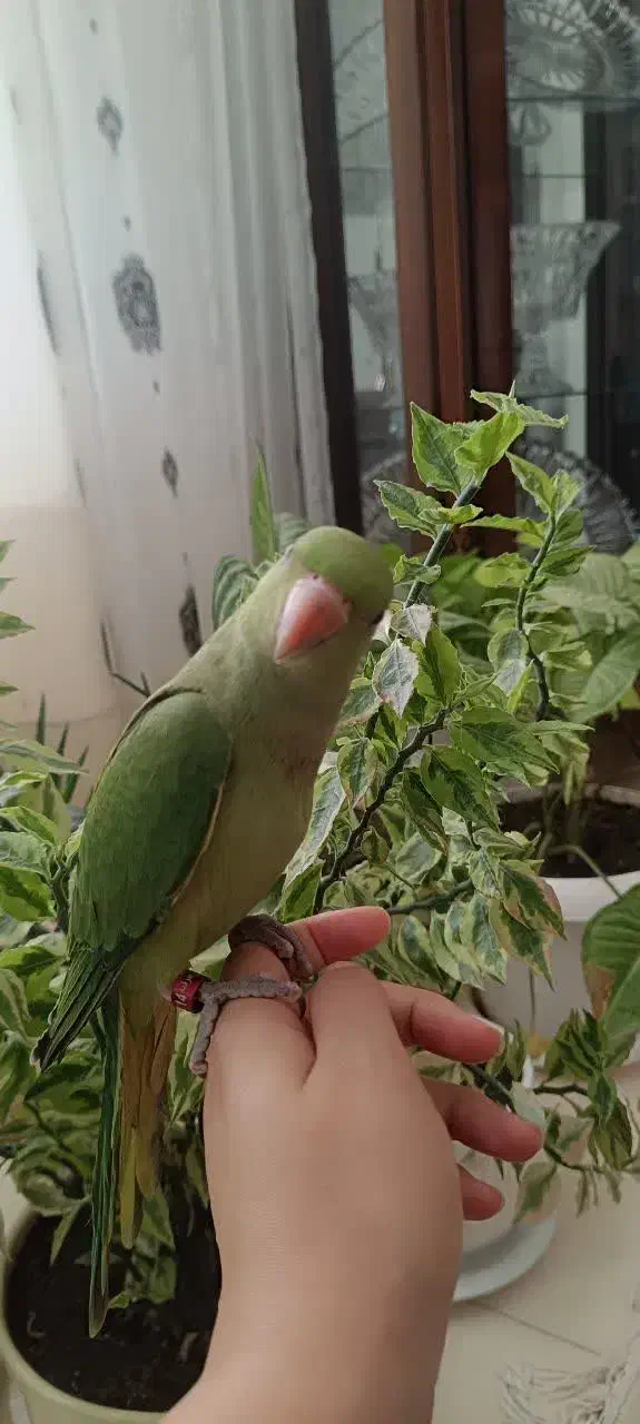 طوطی ملنگو|پرنده|مشهد, ویلاشهر|دیوار