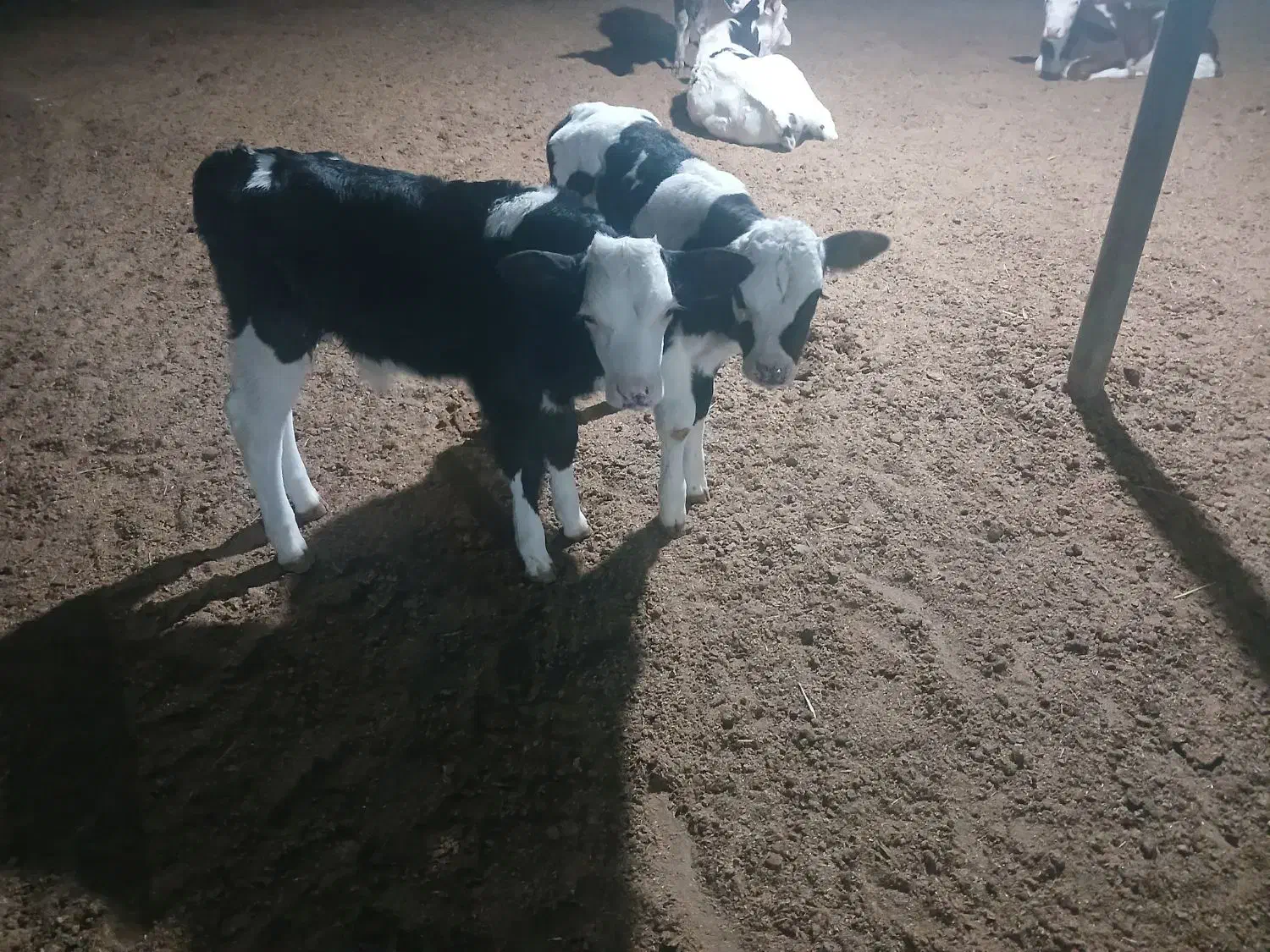 ۳راس گاو آبستن ۸ماهه و۲راس گوساله شیری|حیوانات مزرعه|جره و بالاده, |دیوار