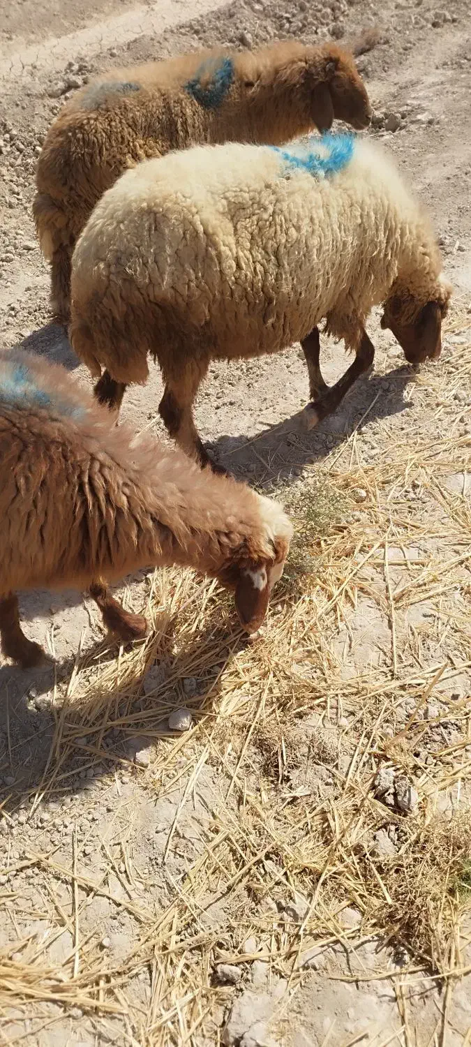 رامشیر|حیوانات مزرعه|رامشیر, |دیوار