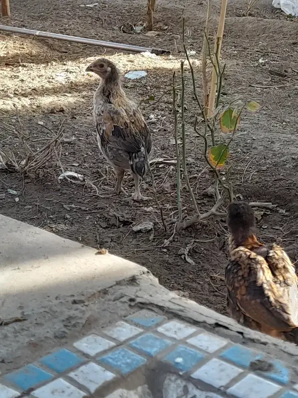 جوجه لاری و محلی|حیوانات مزرعه|زاهدان, |دیوار