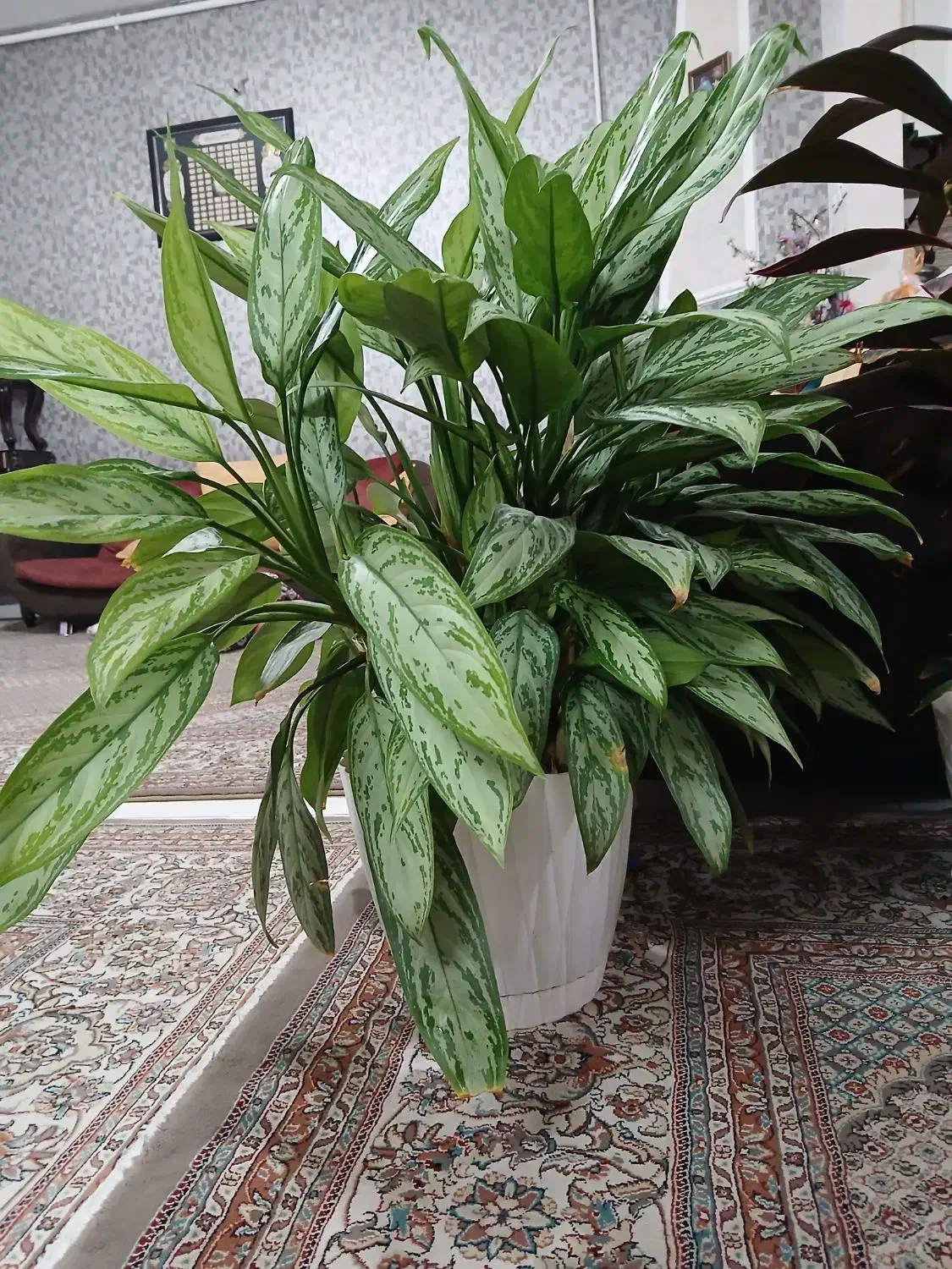 ۳ عدد گل طبیعی|حراج|فردیس, فردیس|دیوار