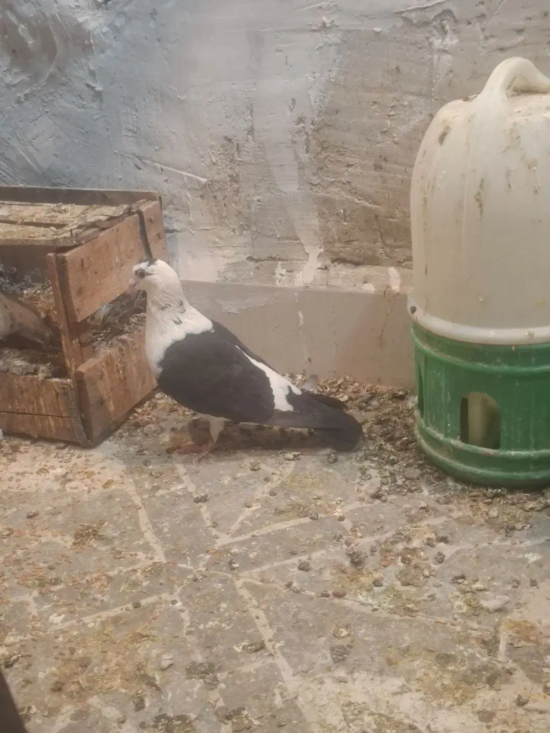 نر ماده گوره ای|پرنده|بهبهان, |دیوار