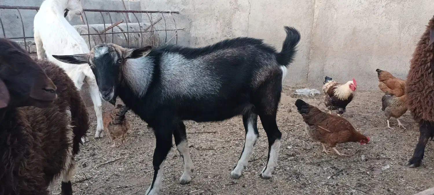 دو عدد بزغاله نر سانن و یک نر الپاین|حیوانات مزرعه|میان جلگه, |دیوار