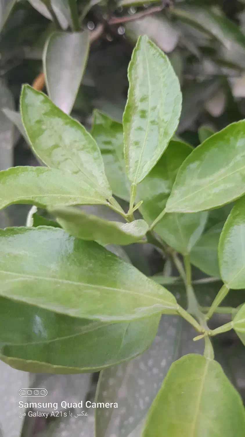 باغچه ۷۳۰ متری خالص|فروش زمین و ملک کلنگی|اندیمشک, |دیوار