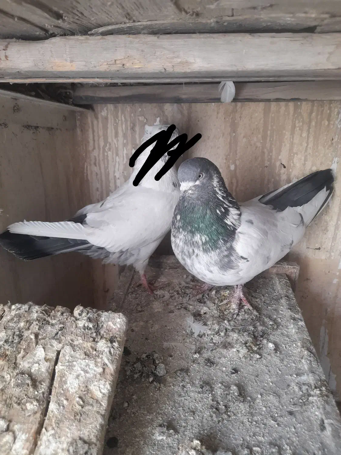 دم سبز|حیوانات|کبودرآهنگ, |دیوار