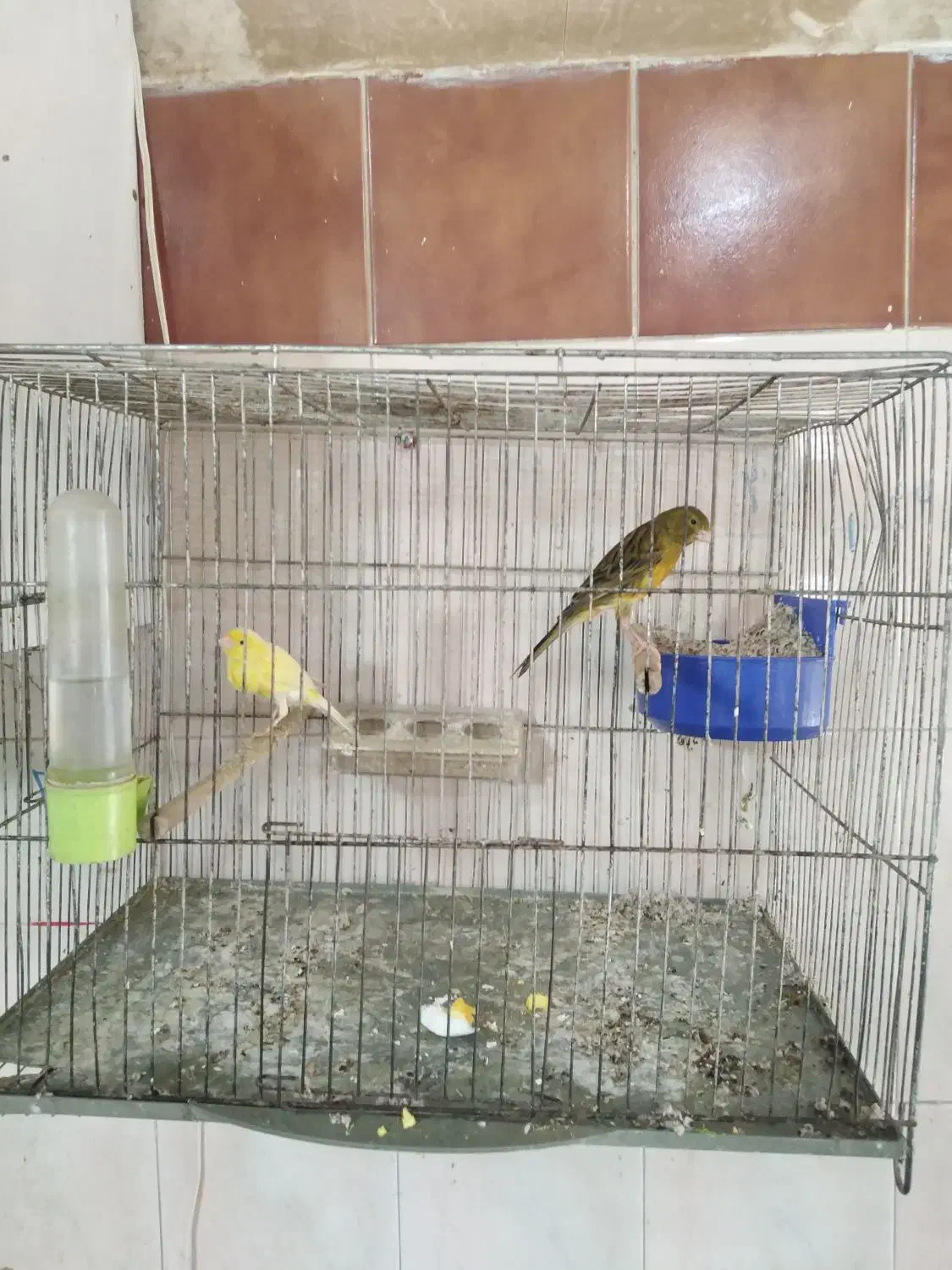 فروش انواع قناری یکجا همه|پرنده|خوی, |دیوار