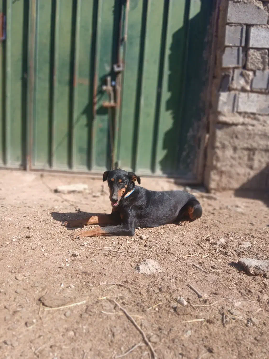 سگ دوبر من امریکایی|سگ|شاهین‌شهر, مسکن مهر|دیوار