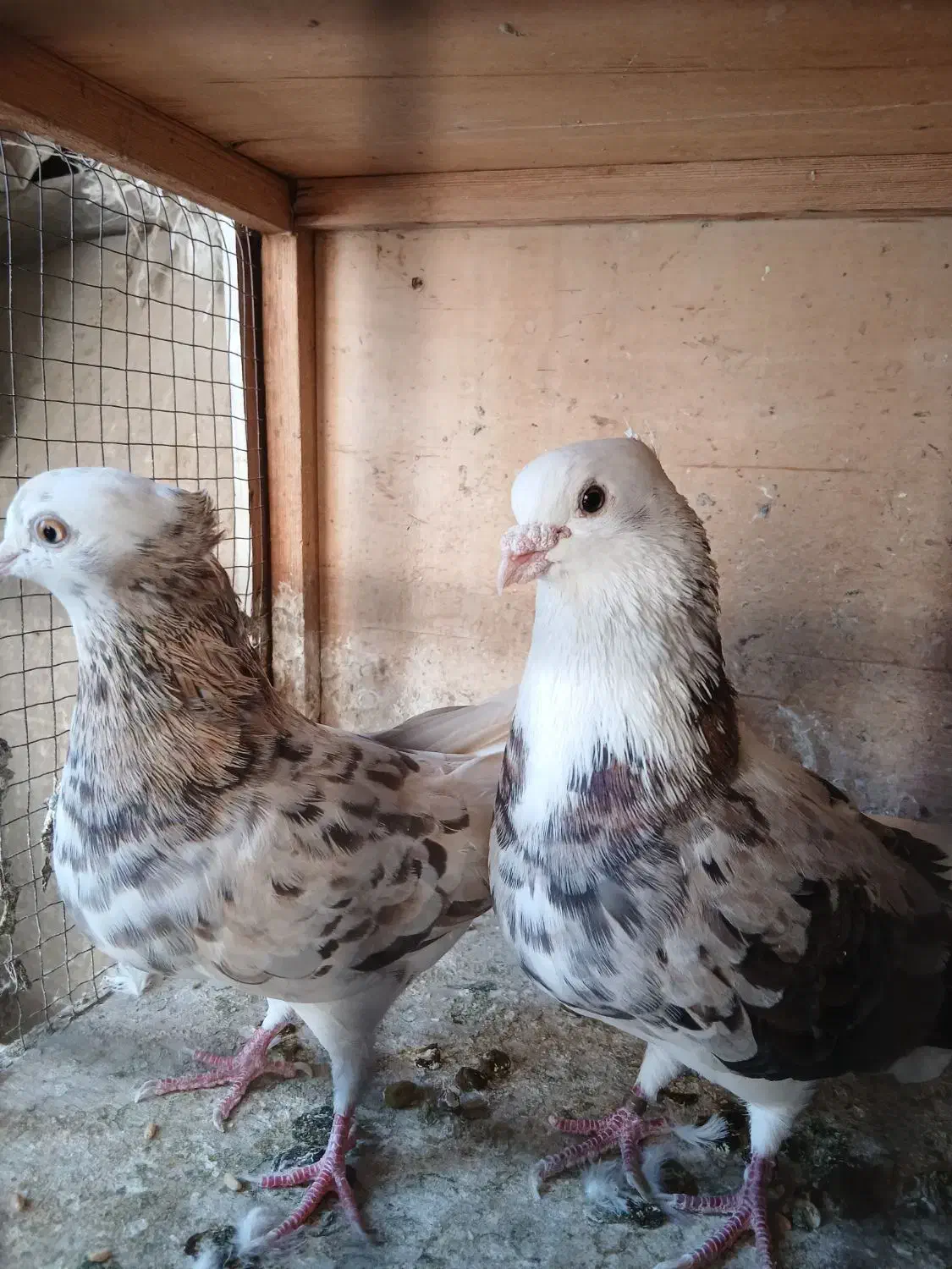 کفتر شازده سبز عتیقه همه چی تو عکس معلومه|پرنده|اسلامشهر, شهرک سعیدیه|دیوار