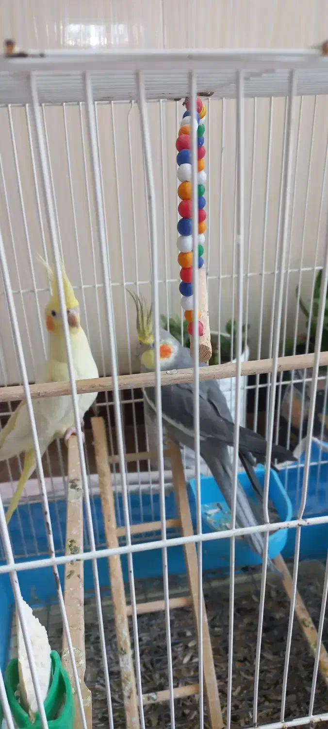 دوتا عروس هلندی نر وماده بدون قفس|پرنده|کشکسرای, |دیوار