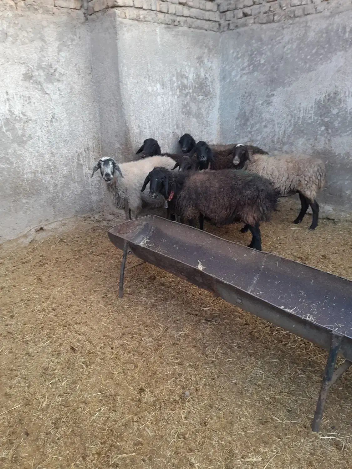 میش آبستن سنگین جوان|حیوانات مزرعه|قنوات, |دیوار