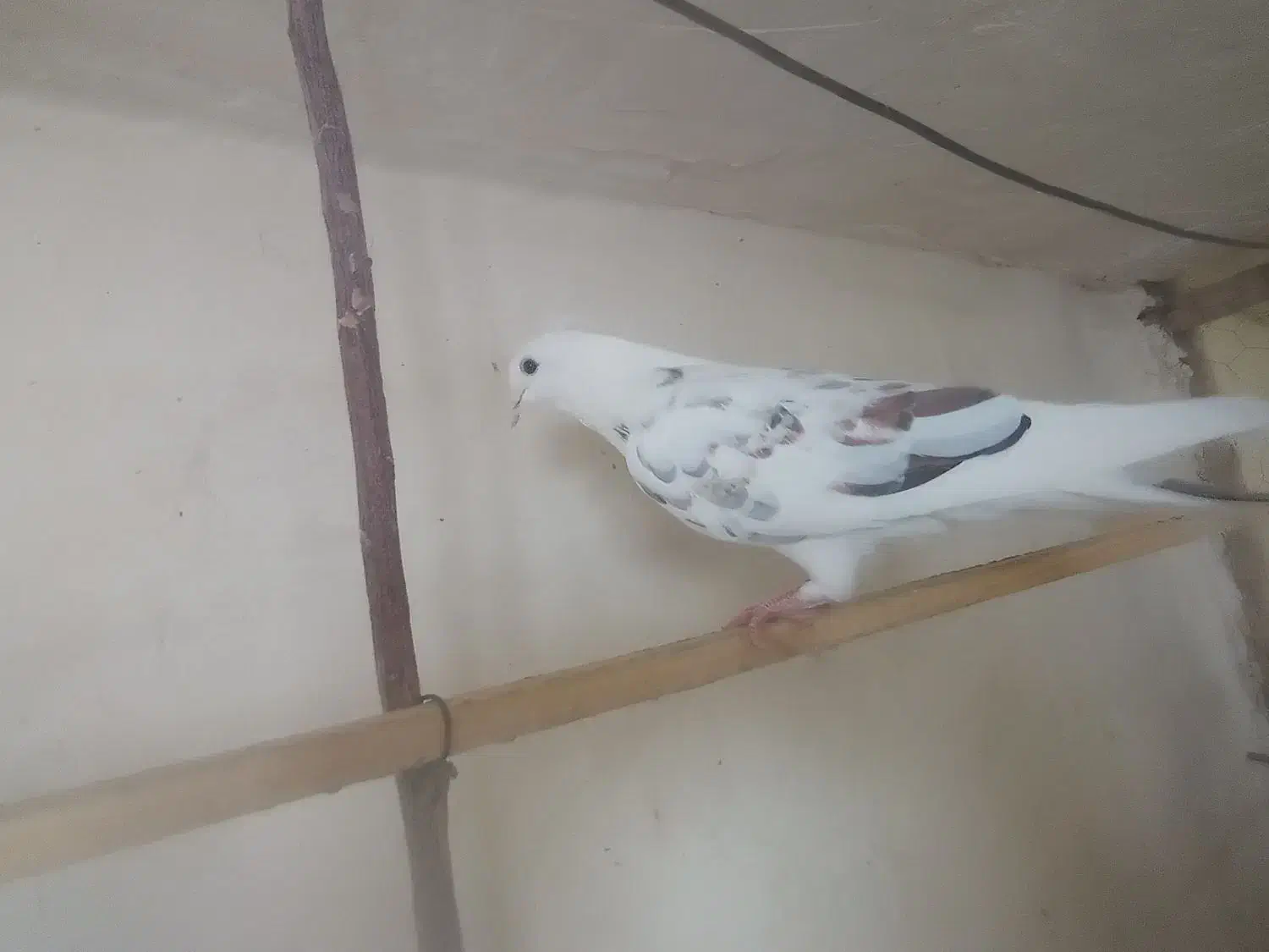 کفتر|پرنده|گیان, |دیوار