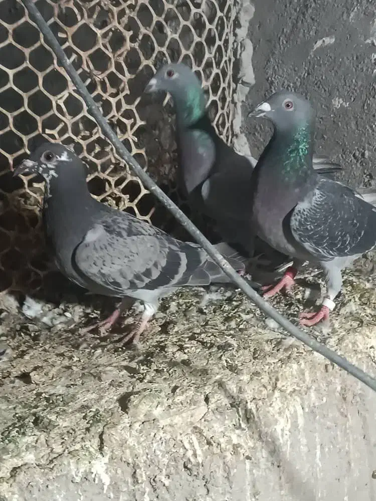 کفتر رنگی با پلاکی|پرنده|بندر ماهشهر, |دیوار