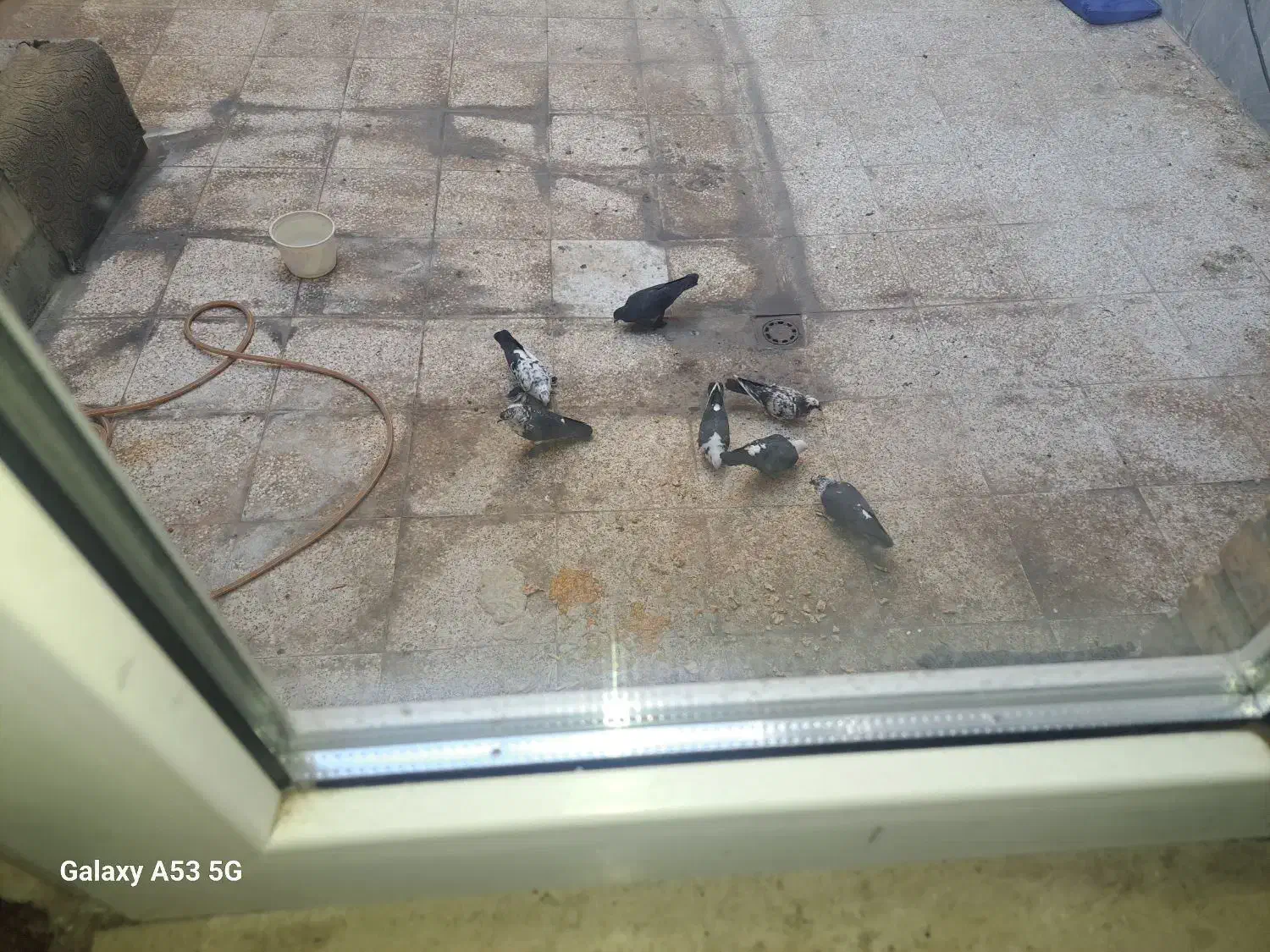 7عدد کبوتر|پرنده|قم, باجک یک|دیوار