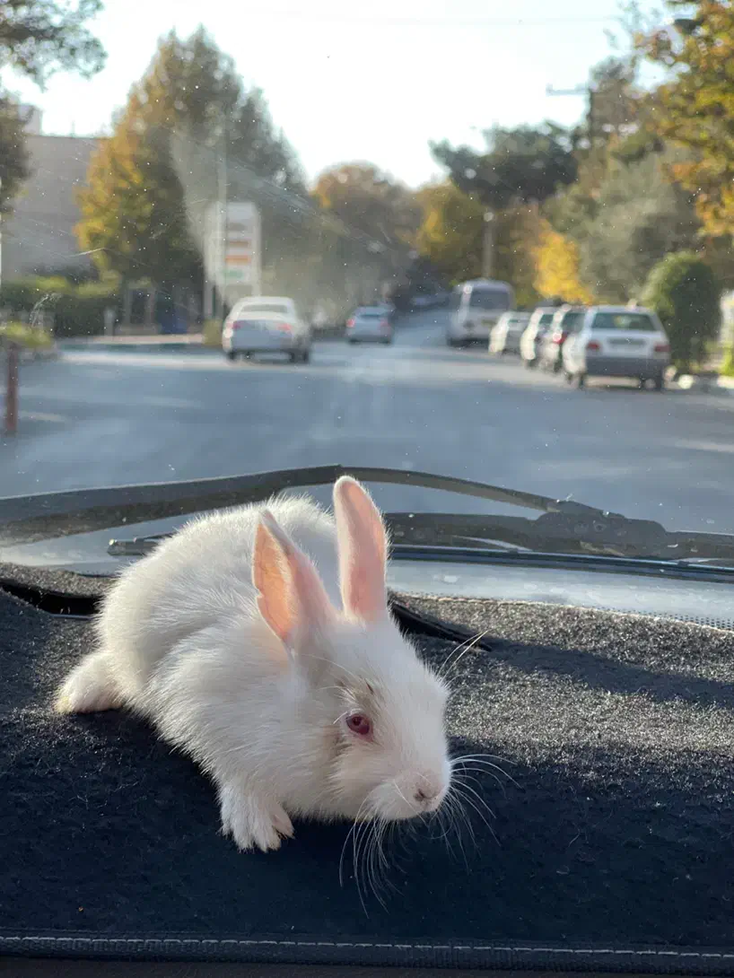 خرگوش چشم شرابی|موش و خرگوش|محلات, |دیوار