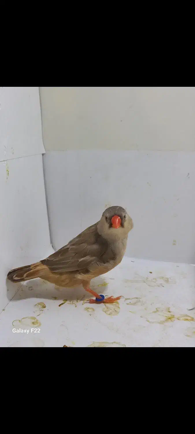 فنچ فول اورنج خالص ماده|پرنده|هشتگرد, هشتگرد قدیم|دیوار