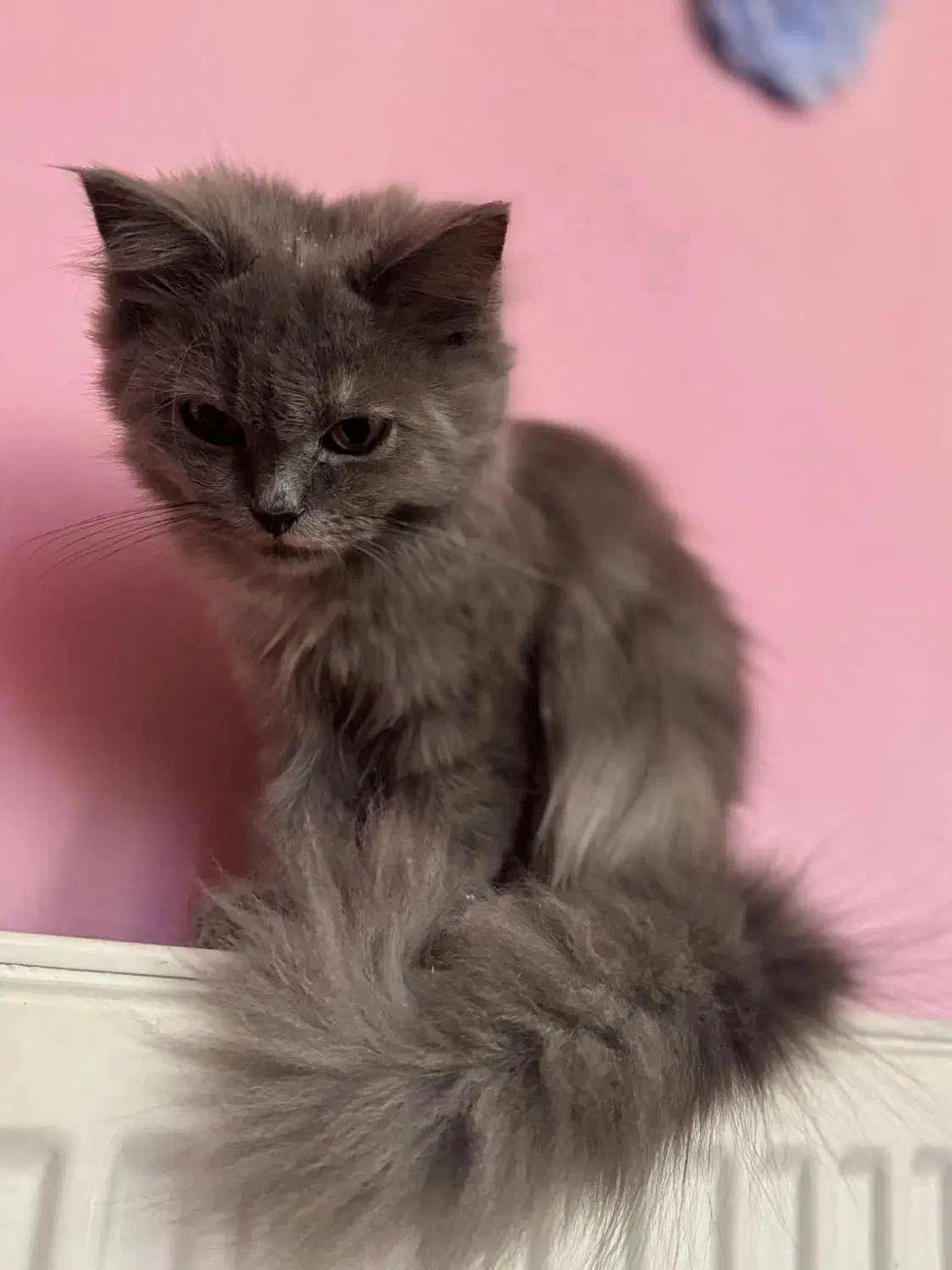 گربه بریتیش اسکاتیش بلو|گربه|تهران, توحید|دیوار